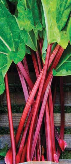Red Rhubarb The Rhubarb plants emerge through the soil early in the growing season. The tart, colorful rhubarb can be used in pies and great jams. Our rhubarb is sold by divisions.
