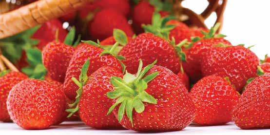 Strawberries Delicious to eat Fresh or Frozen! How to Care for your Crowns upon Arrival: Remove Strawberry crowns from shipping box immediately. Untie the Strawberry bundle and remove the string.