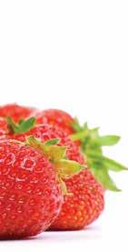 Junebearing Strawberries cont. All Star A variety that ripens mid to late season. The glossy firm fruit, is an excellent u-pick or home garden choice.