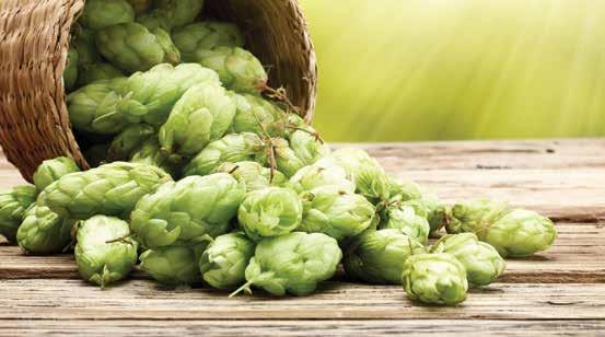 Hops Rhizomes Hops Rhizomes are not only used for beer. They make an attractive addition to your garden with their aroma and attractive vines.
