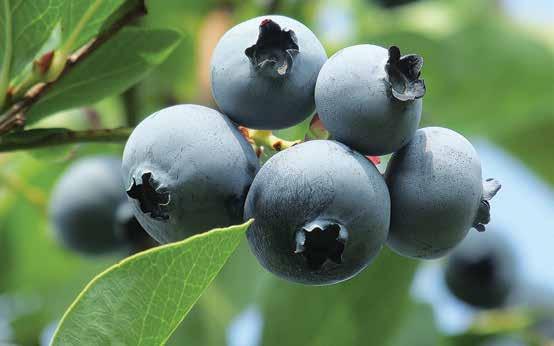 Check out our Facebook Blueberries This sweet fruit is the #1 antioxidant.