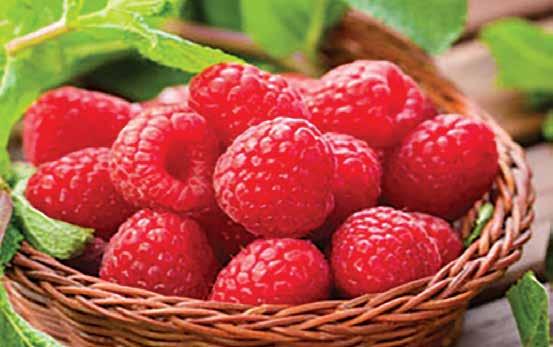 Raspberries Eat canned, fresh or frozen! Raspberries make delicious pies, syrup, jams & jellies! Junebearing will have ripe berries late June and early July.