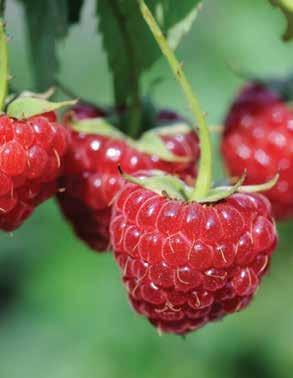 Red Raspberries snew Latham (Junebearing) A reliable favorite! Premium-quality berries that a have glowing pure red color, plus a delicious sweet flavor.