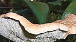 Mushroom (Hydnum