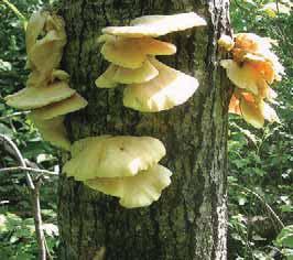 Mushrooms Light Requirements Oyster Mushrooms