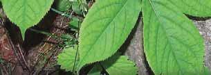 There are two other species of Aralia native to New