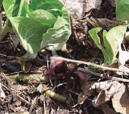 Ground Flora: Herbaceous Plants Light Requirements Wild Ginger