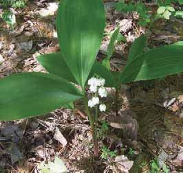 Ground Flora: Herbaceous Plants Light Requirements Lily of the
