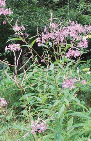 Ground Flora: Herbaceous Plants Light Requirements Fireweed (Epilobium angustifolium) Leaves and young