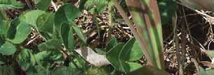 (Erythronium americanum) Leaves