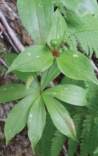 Ground Flora: Herbaceous Plants Light Requirements Indian Cucumber Root (Medeola virginiana) Tuber is edible.