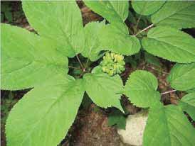 Ground Flora: Herbaceous Plants Light Requirements Ginseng (Panax quinquefolius) NOTE: Although wild ginseng is not listed as a native