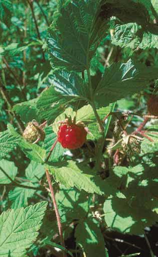 Ground Flora: Herbaceous Plants Light Requirements Raspberries (Rubus spp.