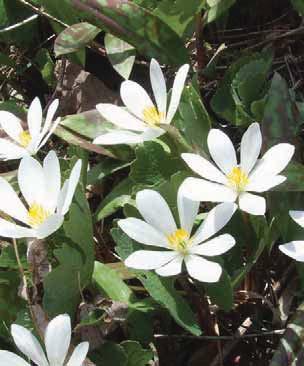 Light Requirements Bloodroot (Sanguinaria canadensis) Bloodroot sap has antimicrobial,