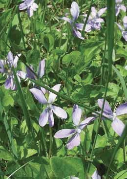 Light Requirements Violets (Viola spp.