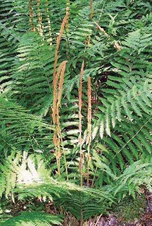 Ground Flora: Ferns, Mosses and Lichens Light Requirements Cinnamon Fern (Osmunda cinnamomea) Ornamental
