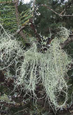 Ground Flora: Ferns, Mosses and Lichens Light Requirements Old Man s Beard (Usnea spp.