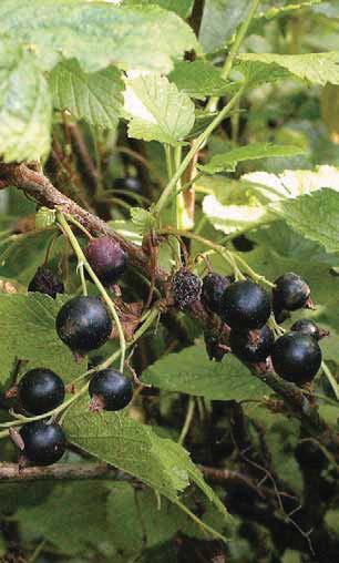 Small Trees and Shrubs Light Requirements Black Currant (Ribes americanum) Seeds contain gamma-linoleic acid which