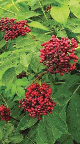 Small Trees and Shrubs Light Requirements Red-Berried