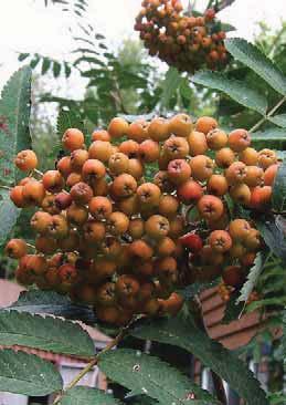 very tasty, the fruit can be used in jams,