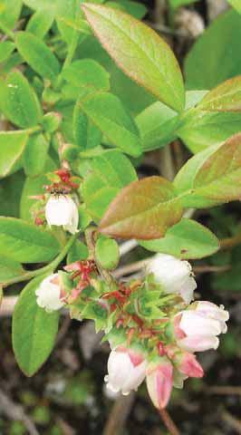 Small Trees and Shrubs Light Requirements Blueberries
