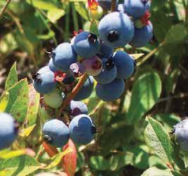 ) Blueberries and blueberry extracts are used in many