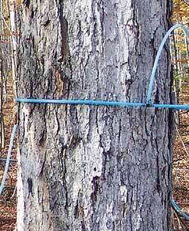 Sugar (Picea Maple rubens) (Acer