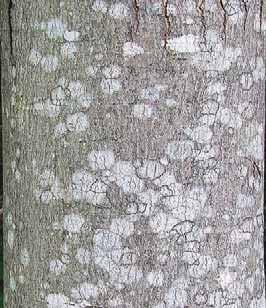 Trees: Trees Serviceberries (Picea rubens) (Amelanchier spp.