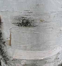 Trees: Trees White (Picea rubens) Birch (Betula papyrifera) Bark contains