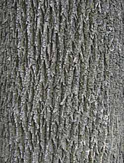 White (Picea rubens) Ash