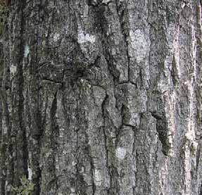 Balsam (Picea rubens) Poplar (Populus