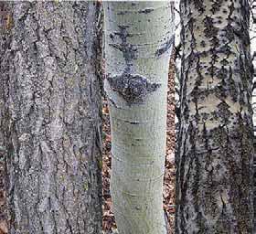 Trees: Trees Trembling (Picea rubens)