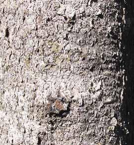 Trees: Trees Balsam (Picea rubens)