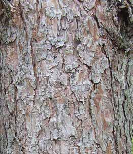 Trees: Trees Red Pine (Pinus resinosa) A vanillin flavouring is obtained as a by-product of other