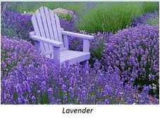 Anise Hyssop Lavender