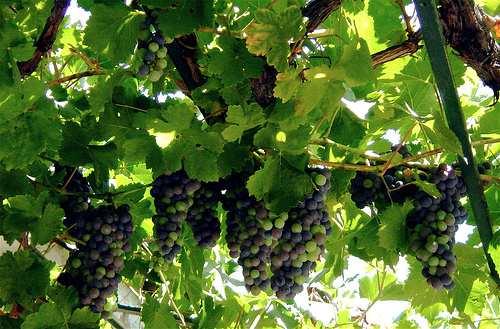 Vines Grapes Hops