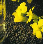 other major producers of rapeseed -