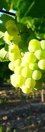 Verdejo grape, the queen ariety of the region. The blend between verdejo grape and extreme continental climate produce a unique and singular wines.