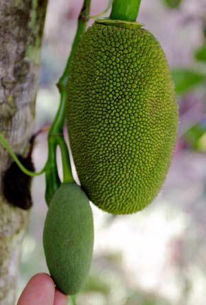 Origin and distribution: Jack fruit is indigenous to India, commonly grown in Sri Lanka, Malaysia, Brazil,