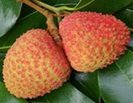 Nephelium lappaceium- Rambutan- hairy fruits.