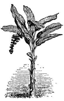 Lecture 7, 8 & 9 BANANA Botanical Name : Musa paradisiaca L / M. cavendishi L Family : Musaceae Chromosome No. : 2n = 22, 33, 44 leaves fruit Inflorescence (spadix), Trunk (pseudo stem) Fig.