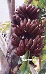 4. Gross Michel (AAA): It is the main cultivar of this sub-group. Gross Michel was the leading cultivar in the world banana trade until the late 1950.