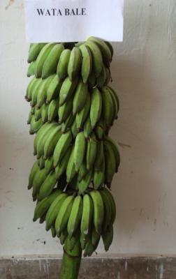 crop. International Network for Improvement of Banana and Plantain (INIBAP) -