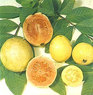 guajava- It is the commercially cultivated species, rest of them do produce fruits but small size, inferior quality and with high acid content. 2. P.