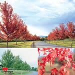 Maple Autumn Blaze $45.00 Acer x freemanii Jeffersred Autumn Blaze One of the best autumn foliage colourings of the red maples. A well structured and very adaptable shade tree.
