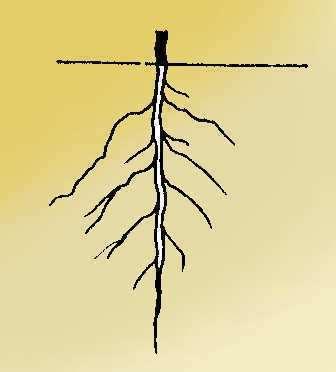 Taproot: Main root with roots that
