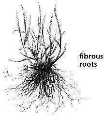 Fibrous root: Many branches.