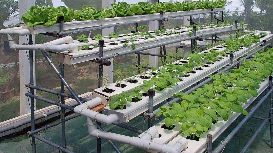 Hydroponics: The process of growing plants in sand,