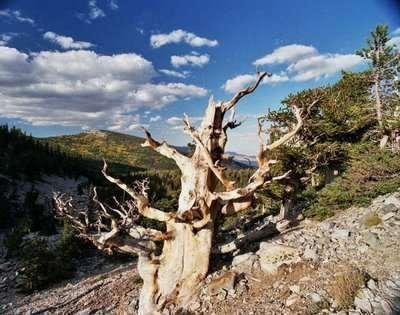 This Bristlecone Pine Location (hidden) is the