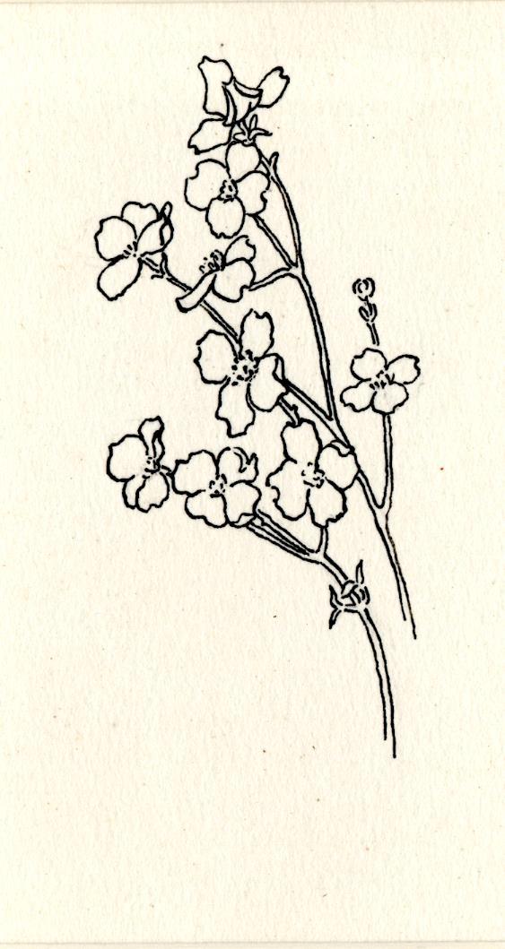 Dogwood branch. Undated. Unsigned. Ink on paper.